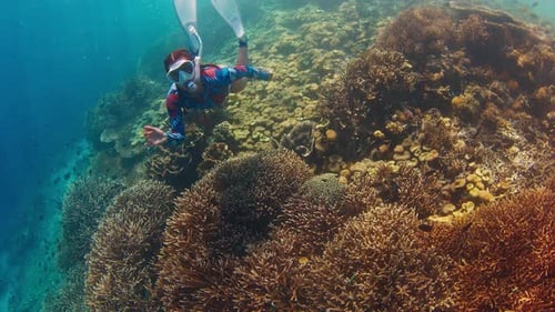 Female Freediver Swims Underwater and Explores Vivid and Healthy Coral Reef in Komodo National Park