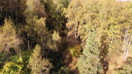 Aerial View From a Drone of Autumn Forest at Dawn