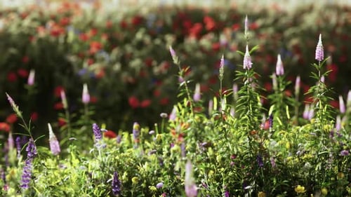 Field with Flowers During Summer Sundown
