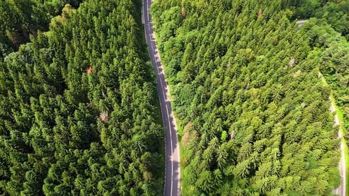 Winding road cuts through dense green forest in summer season.