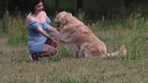 Woman Playing with Her Golden Retriever Dog in Field