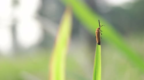 Green House Fly Insect Preening Itself.