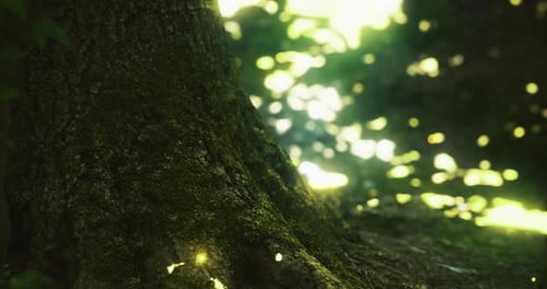 Tranquil Forest Scene with Sun Rays Illuminating Tree Roots in Nature