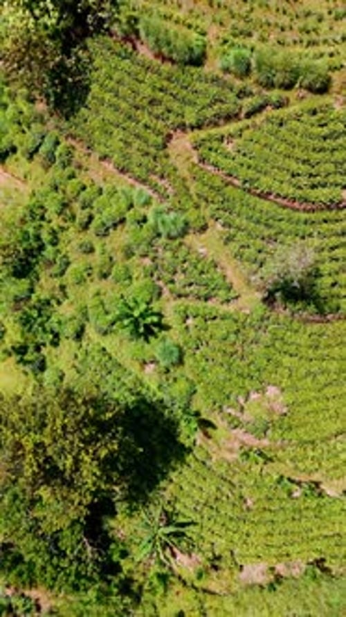 Flight over the terraced gardens on the mountain slope. Agriculture of Sri Lanka from aerial view.