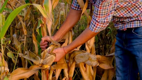 A Man Farmer Harvests Corn in a Field Selective Focus