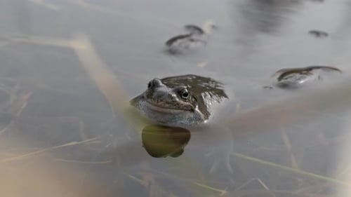 Frog croaking in shallow water in nature, close up