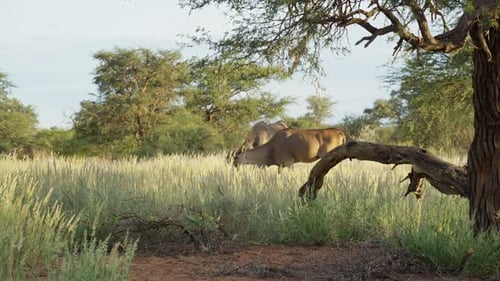 Pair of Common Eland Antelopes Grazing in Tall Grasslands of Sunny African Savanna in Namibia with a
