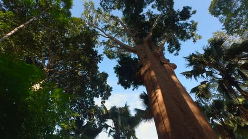 Beautiful Trees in Tropical Park on Sunny Day Action Tree Trunks in Tropical Green Park on Sunny Day