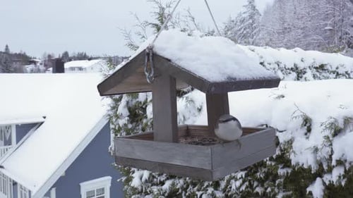 Nuthatch Bird Feeds On Snowy Birdhouse Hanging Outdoor In Winter. closeup shot