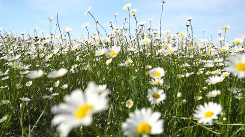 Chamomile White Daisy Flowers in a Field of Green Grass Sway in the Wind at Sunset Chamomile Flowers