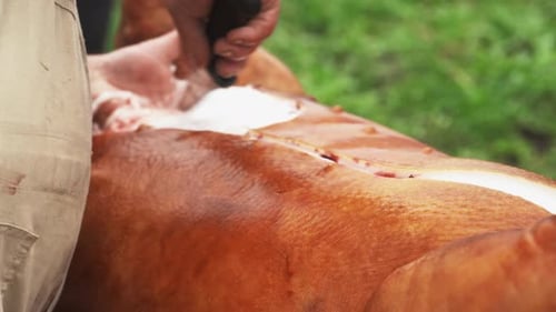 Butcher applying cut in pig belly to open carcass and clean the entrails - Close up