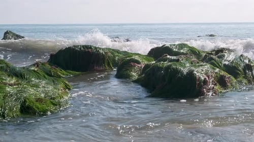 Slow-Motion Waves On Green Seaweed-Covered Rocks