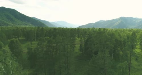 Aerial View Low Flight Above Evergreen Pine Tree Landscape with Endless Mountain Forest at Sunny