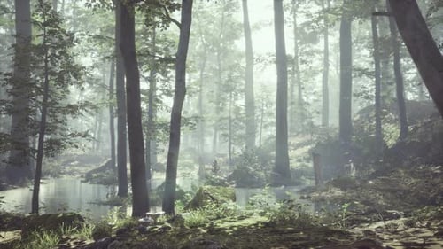 Forest with Pond and Mist with Sunrays