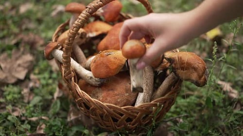 Basket of Fresh Mushrooms in Natural Setting