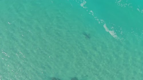 A drone view of sharks swimming in clear water, Hadera in Israel