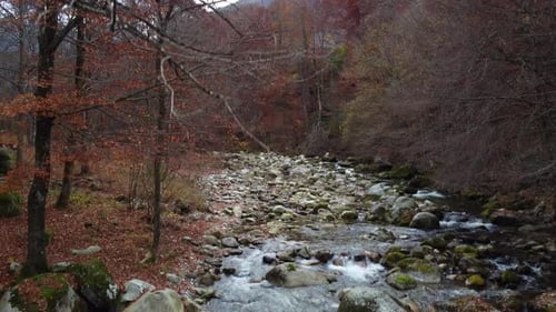 River in mountain forest with red and yellow trees autumn foliage aerial view