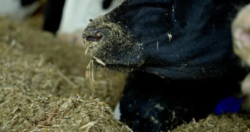 Cows Eat Hay on Farm