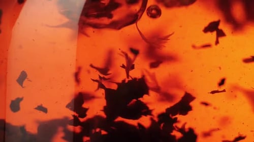 Tea ceremony. Black tea leaves float and spin in a transparent teapot. Close up. Slow motion