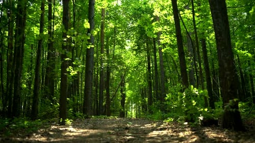 Walking Along a Forest Path Among the Trunks of Green Trees