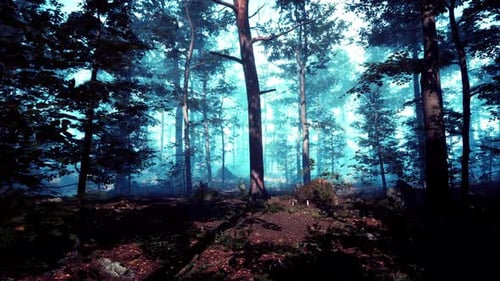 Tôt le matin dans la forêt cachée dans le brouillard