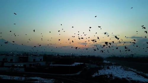 At sunset, a drone flying with crows over the road