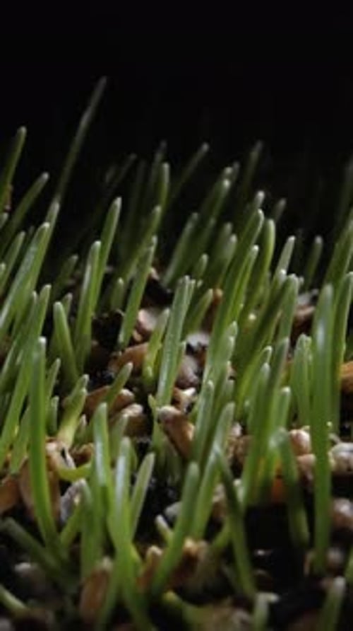 Vertical Macro Shot of Green Wheat Grass Sprouts Growing From the Seeds