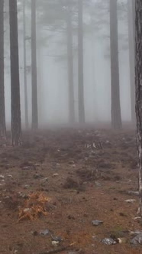 Vertical Video Misty Forest Flight Between Trees in the Foggy Forest