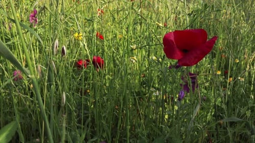 A steady camera shot with a close-up of the vibrant world of a blooming red poppy flower, showcasing