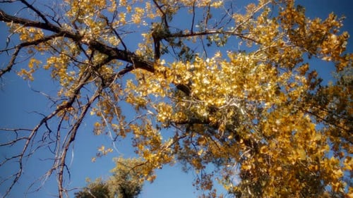 Tree with Yellow Leaves against Blue Sky