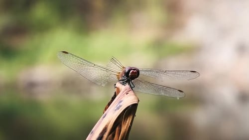 Libelle, die Flügel auf Schilf ausbreitet