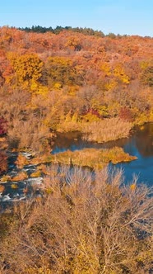 Brown tree colors forests. Autumn yellow nature river landscapes. Vertical video