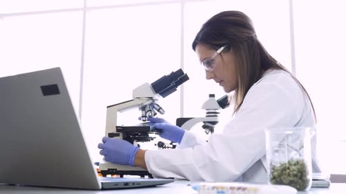 Científica que inspecciona las células madre de la marihuana a través de un microscopio en el laboratorio