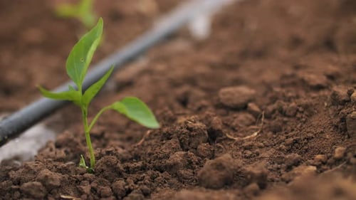 Drip Irrigation in the Garden