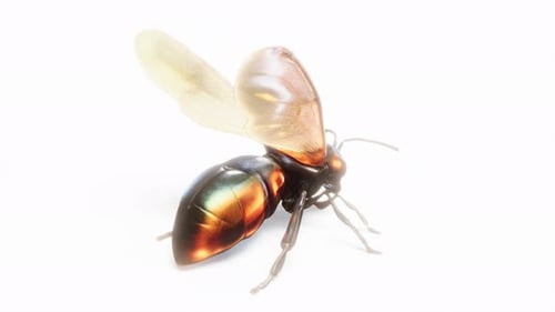 3D Firefly Bug on White Bg Able to Loop Endless