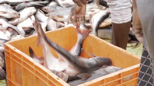 Fresh Fish Being Sorted into Container