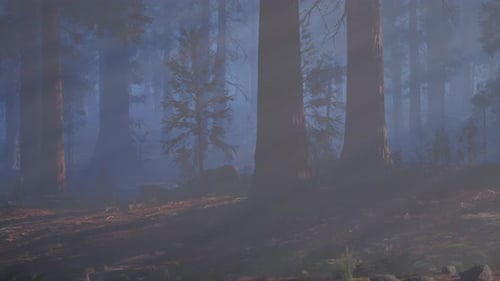 A Forest Filled with Lots of Tall Trees Dark Forest