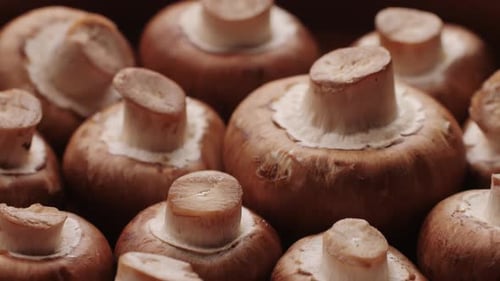 Champignons fraîchement cueillis à la maison, cuisine, gros plan, texture d'un champignon brun, une femme cuisinant savoureusement