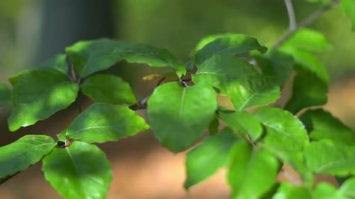 A slow motion clip of a twig of oak leaves in the autumnal forest