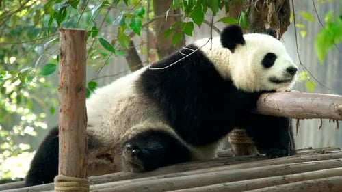 Giant Panda Resting Peacefully in Natural Habitat