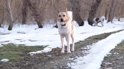 happy dog walking in snow in winter forest