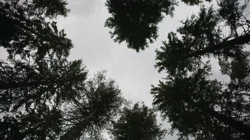 Weitwinkelaufnahme des Blicks zu den Bäumen, die sich im Wind bewegen