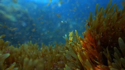 Unterwasserrückzug aus Braunalgen mit schwimmenden Partikeln