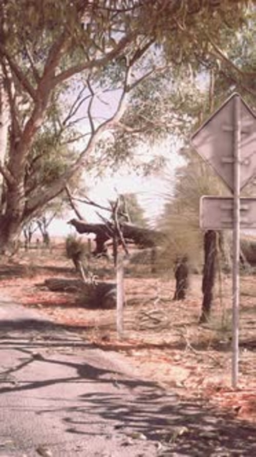 A Scenic Road with Treelined Sides and a Signpost