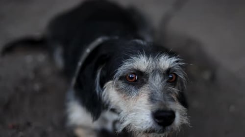 chained dog griffon nivernais breed looking with grief, sad and disappointed at camera close up 4 k