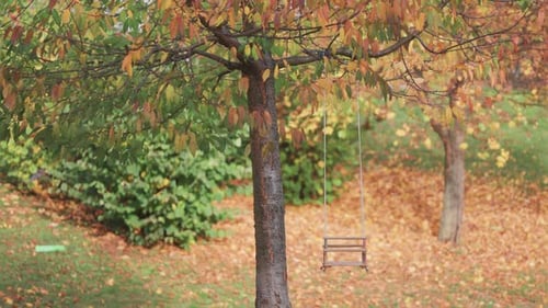 A rustic swing hangs from the sturdy branch of a tree, surrounded by the vibrant colors of an autumn