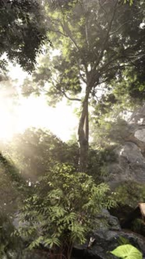 Misty Forest Scene at Sunrise
