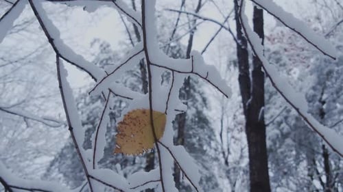 Sous des branches d'arbres nues recouvertes de neige fraîche. Une seule feuille jaune se détache. Appareil portable Slow M