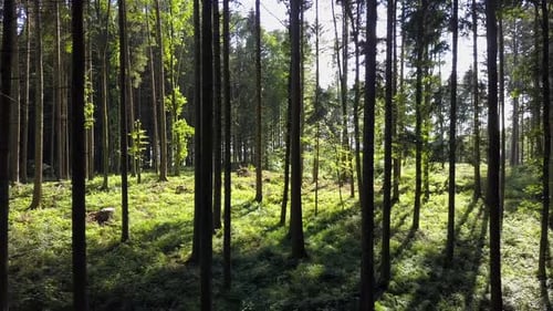 Luftaufnahme von Wald, Bäumen, Waldlandschaft, Landschaft