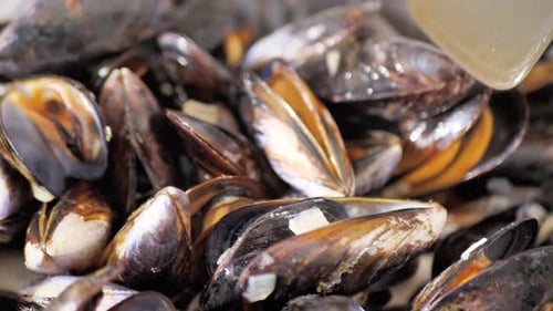 Fresh Cooked Mussels in the Shell Full Frame Close Up